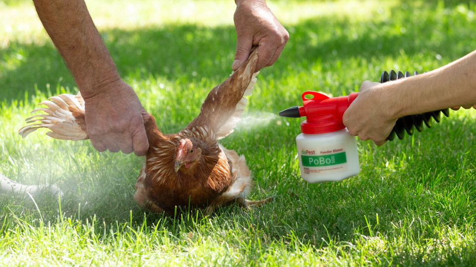 Aplicare pământ diatomee